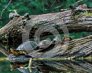 Four Turtles Share a Log photo