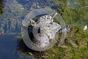 a four turtles orgy photo