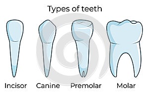 Four types of human teeth isolated on white background vector illustration