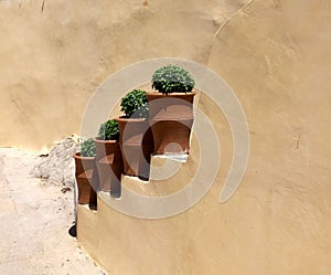 Four vases with greek basil on stairs