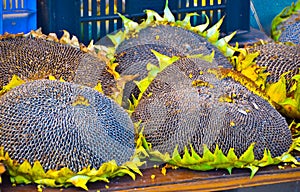 Four very big and dry sunflower on a market table. The blossoms are full of cores photo