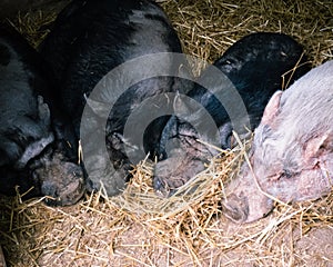 Four Potbellied Pigs Sleeping Snout to Snout photo