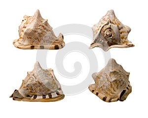 Four Views of a Conch Shell