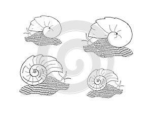 Four volcano snails, colouring book page uncolored