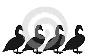 Four walking ducks in a row silhouette set against a white backdrop