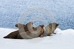 Four Walrus Lying on the Snow
