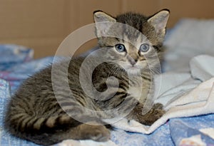 Four Week Old Kitten