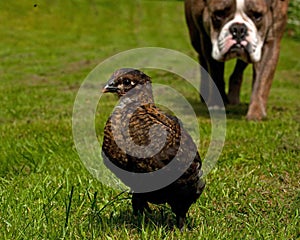 Four weeks chickens hang out with a Old English Bulldog