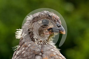 Four weeks old chicken male, from the Hedemora breed in Sweden.