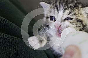 Four weeks old Kitten drinking out of the bottle