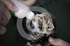 Four weeks old Kitten drinking out of the bottle