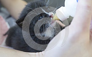 Four weeks old Kitten drinking out of the bottle