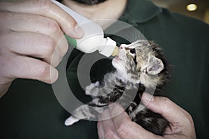 Four weeks old Kitten drinking out of the bottle