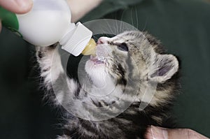 Four weeks old Kitten drinking out of the bottle