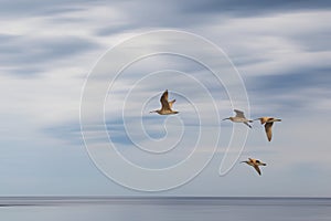 Four Whimbrels shore birds in flight in seascape