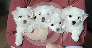 Four white adorable puppy dogs sitting comfortably in the woman arms. Funny puppy. Friendship between animal and human