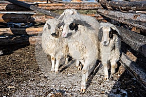 Four white and black mongolian sheep in small barn