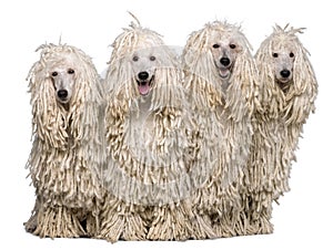 Four White Corded standard Poodles in front of white background