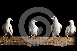 Four white dove sitting on the chalkboard isolated black