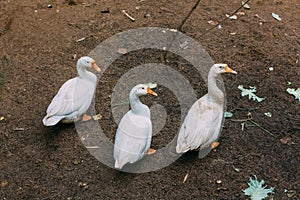 Four white ducks in line and looking at camera