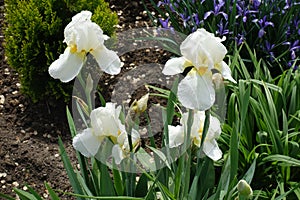 Four white flowers of bearded irises