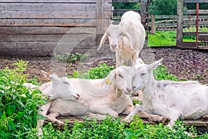 Four white goats in the paddock at the farm. Farming, animal husbandry, rural life concept