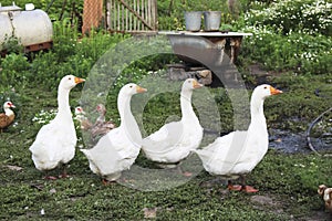 Four white goose go in a row