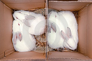 Four white hares are sitting in a cardboard boxes. Easter bunny rabbits. Easter preparation, farm animals transportation and pets