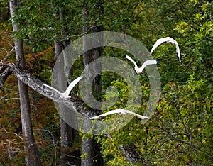 Four white ibis birds flying in Atchafalaya basin