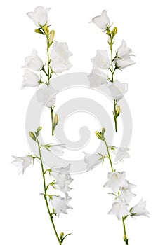 Four white large isolated bellflowers collection