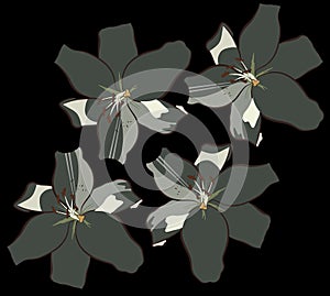Four white lilies in the shade isolated on  black background. Beautiful pattern for fabric or postcard