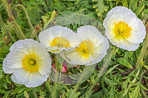 Four White Poppies