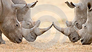 Four White Rhino's locking horns