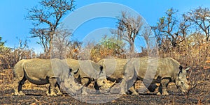 Four white rhinos