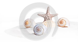 Four white seashells and a starfish on white sand. White background. Concept. Copy space