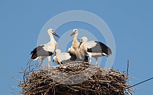 Four White Stork babies in the nest Ciconia ciconia