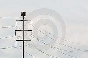 Four white storks ciconia ciconia in nest on electricity pylon