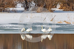 Four white swans stand on the ice floe against snowy riverside in sunny winter day