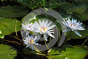 Four white water lilies