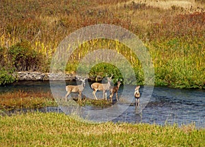 Four Whitetail Bucks photo