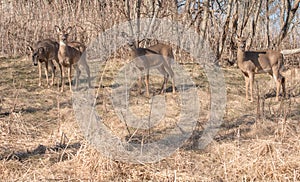 Four Whitetail Deer on grassy hill