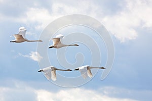 Four whooper swans. photo
