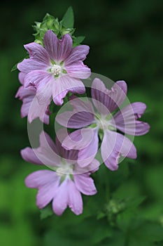 Four wild flowers