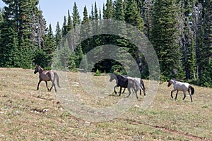 Four wild horse mustangs galloping away in the Pryor Mountains in Montana United States