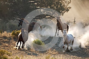 Four Wild Horses photo