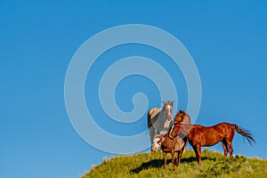 Four Wild Horses On Blue Sky