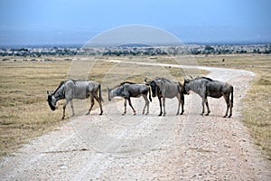 Four Wildebeests