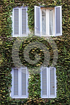 Four windows. Building facade entirely covered with ivy.