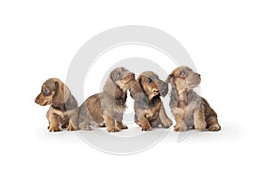 Four wire-haired dachshund puppies