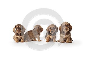 Four wire-haired dachshund puppies photo